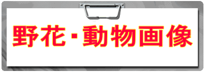 野花・動物画像