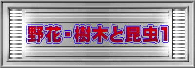 野花・樹木と昆虫1 