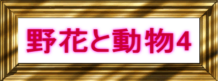 野花と動物4