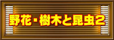 野花・樹木と昆虫2 